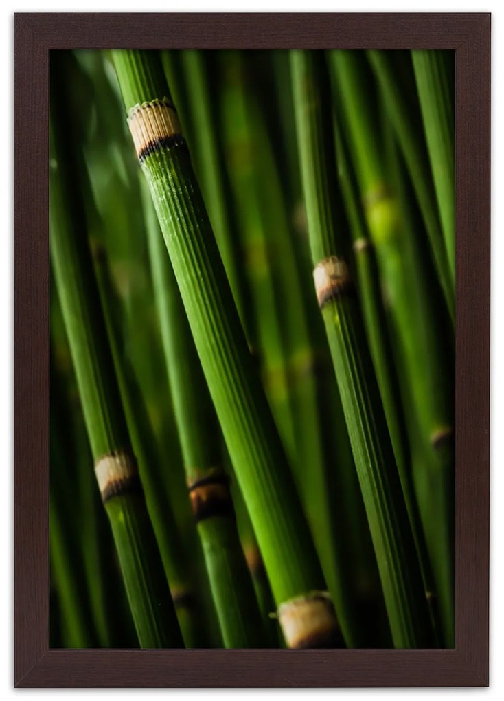 Gario Plagát Bambusový les Farba rámu: Bez rámu, Rozmery: 40 x 60 cm
