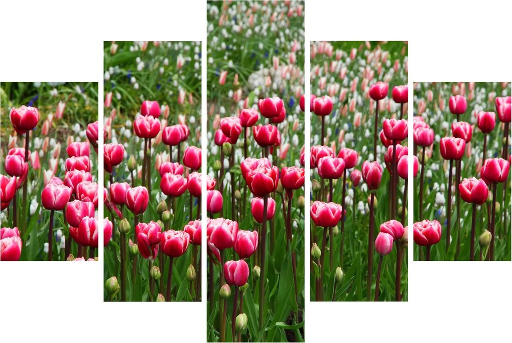 Obraz tulipánov (150x105 cm)