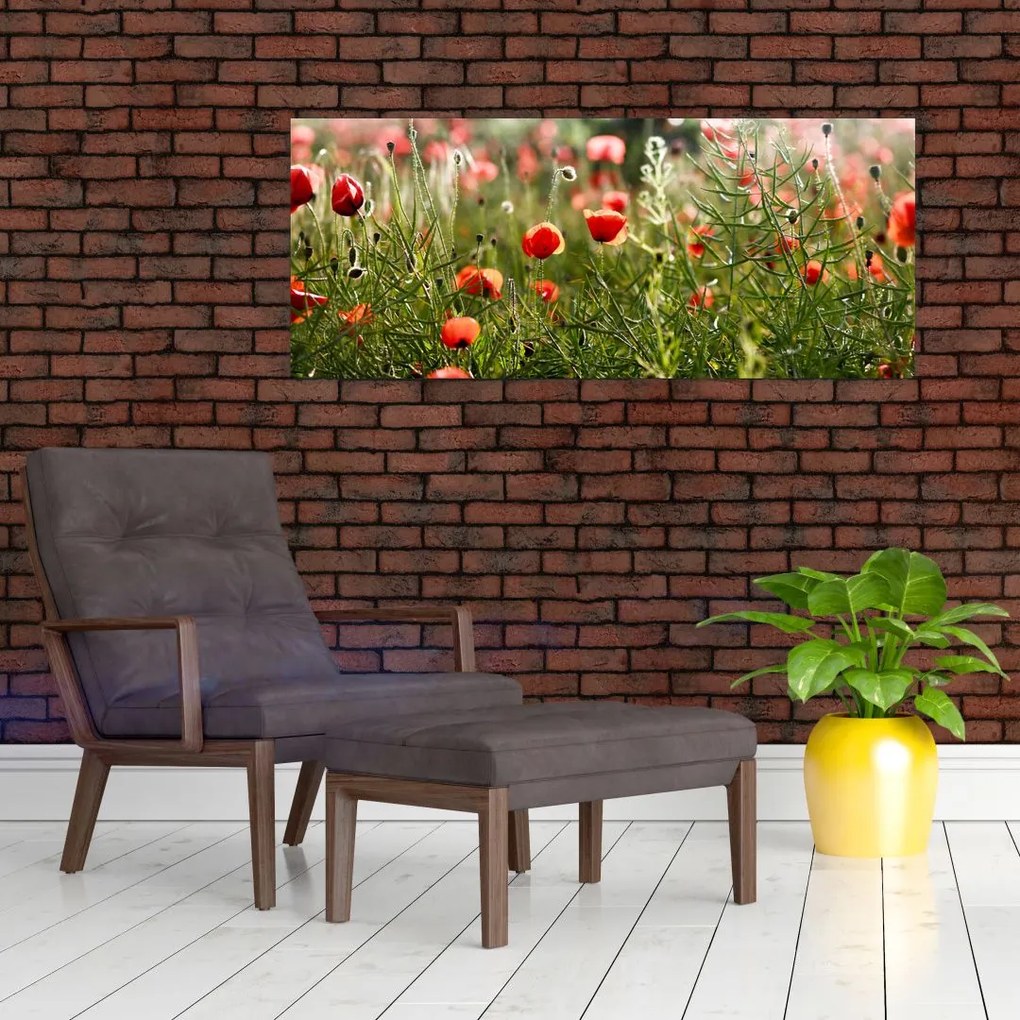 Obraz vlčích makov (120x50 cm)