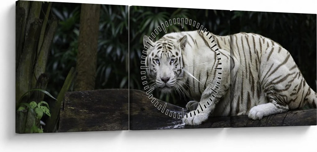 Obraz - Tiger albín (s hodinami) (90x30 cm)