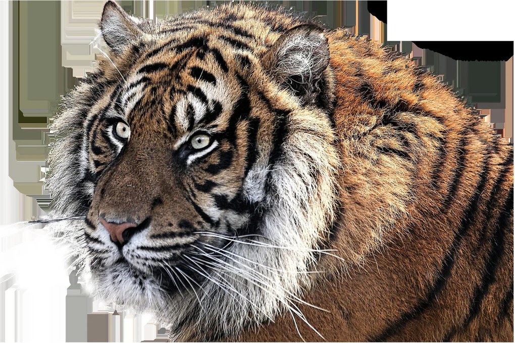 Obraz tigra (90x60 cm)