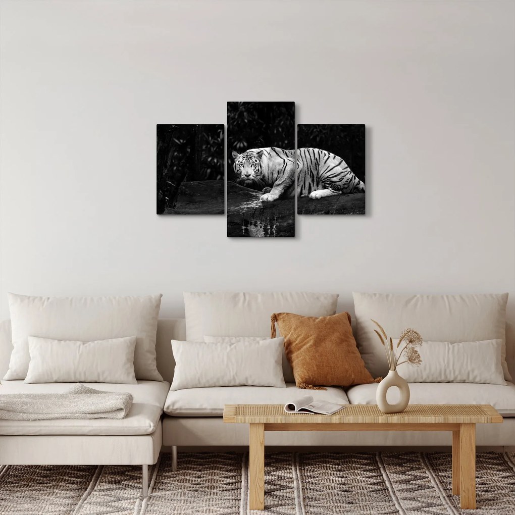 Obraz - Tiger albín, čiernobiely (90x60 cm)