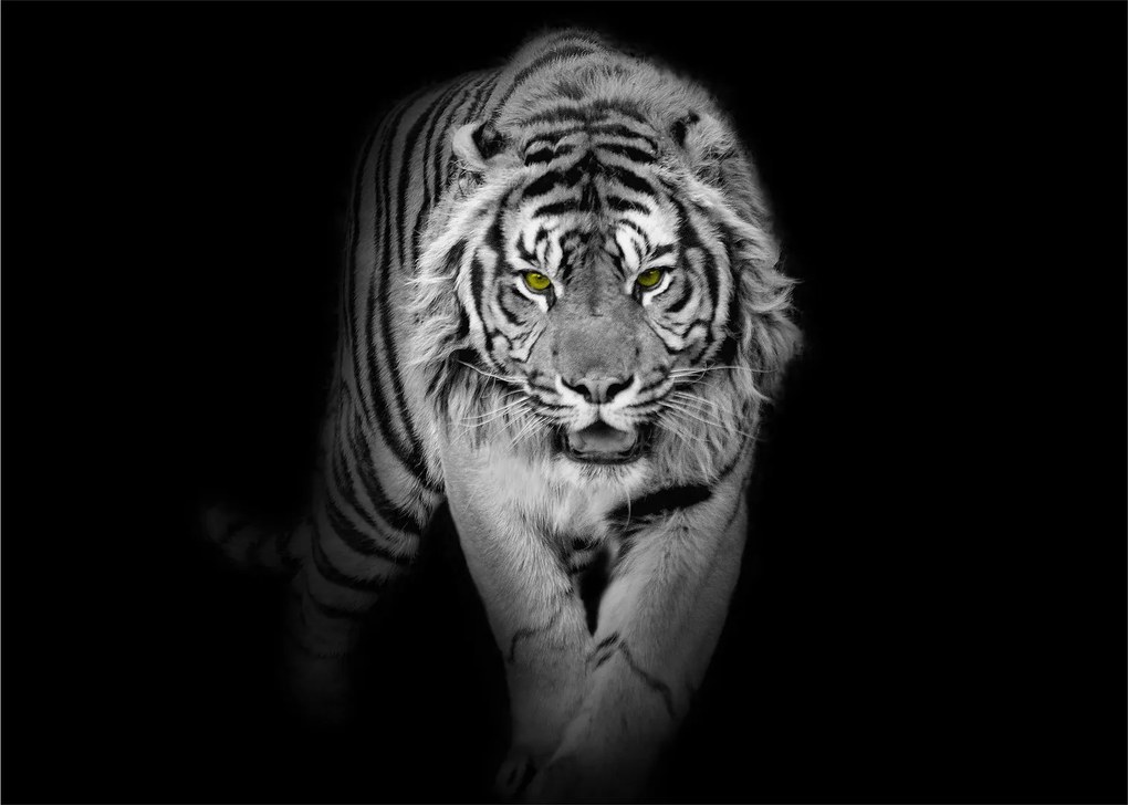Obraz - Tiger so žltými očami (70x50 cm)