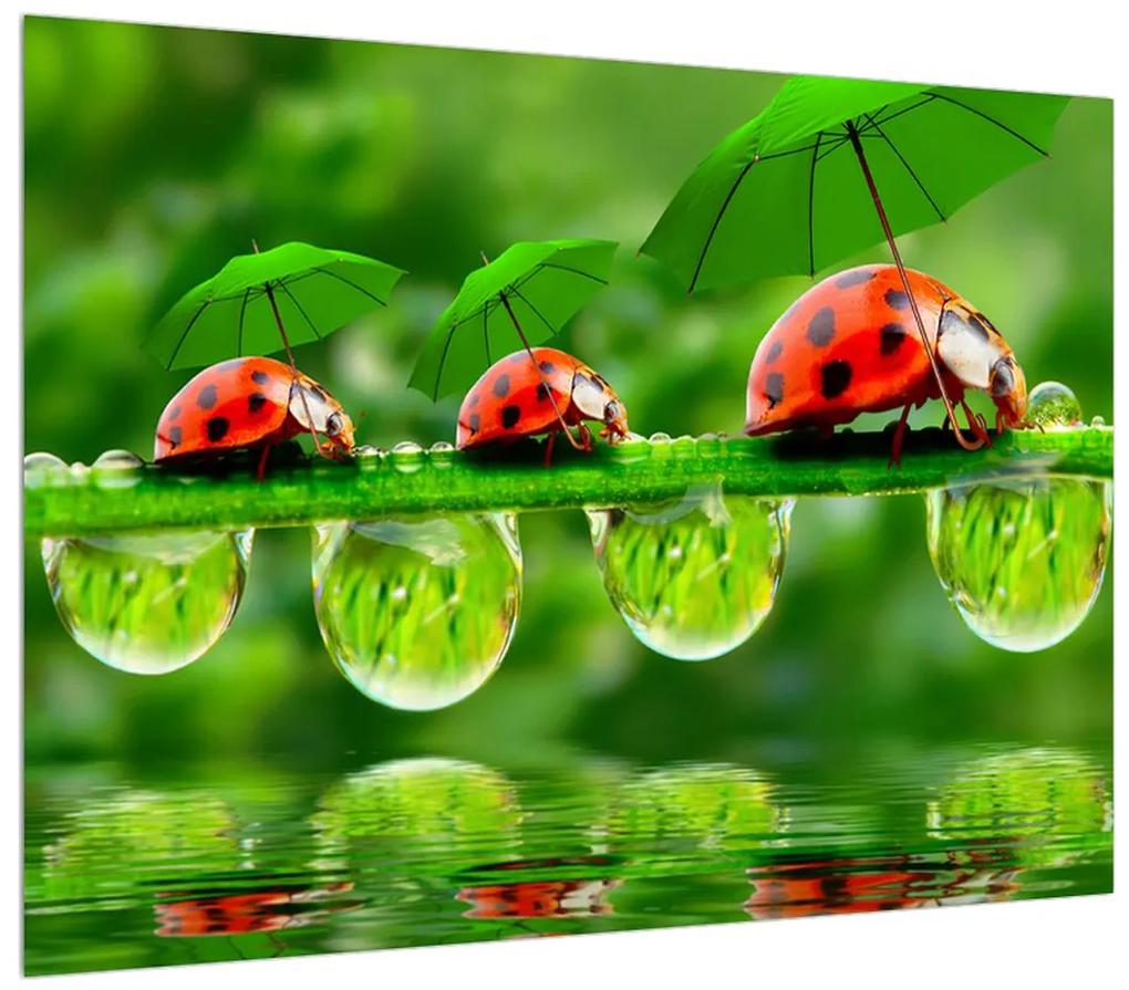 Obraz lienok sedembodkových s dáždnikmi (70x50 cm)