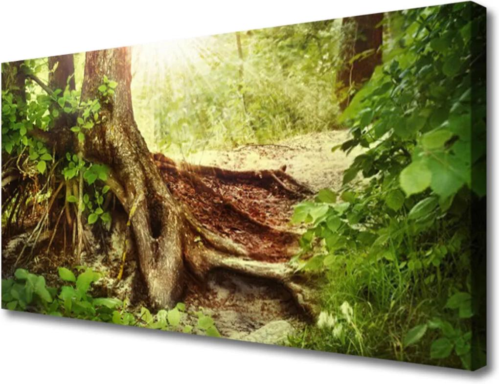 Obraz Canvas Strom Kmeň Príroda Les