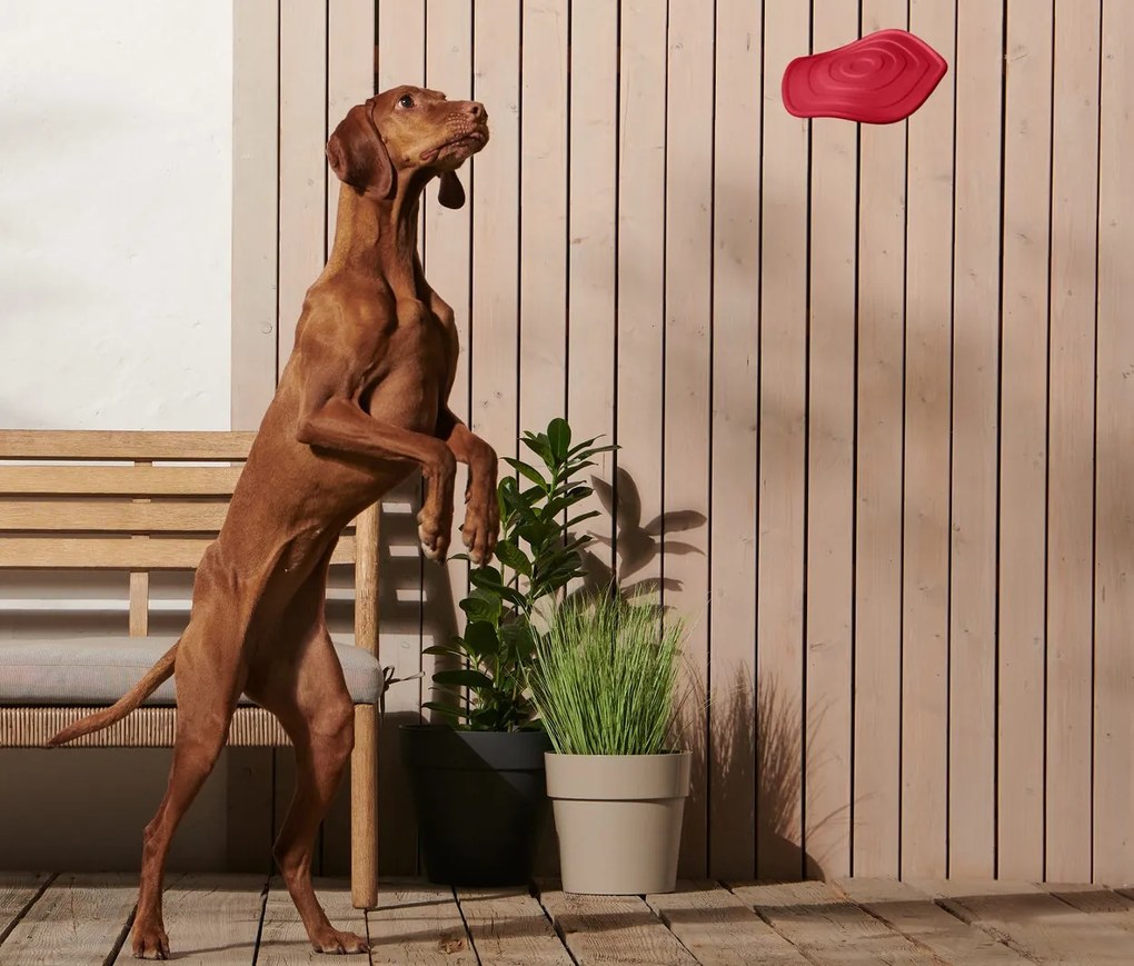 Lietajúci disk pre psy