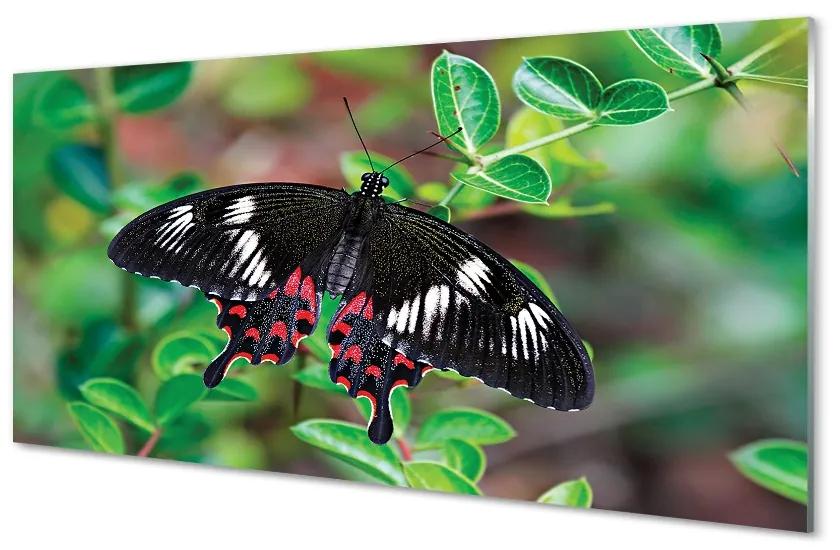 Sklenený obraz List farebný motýľ 100x50cm