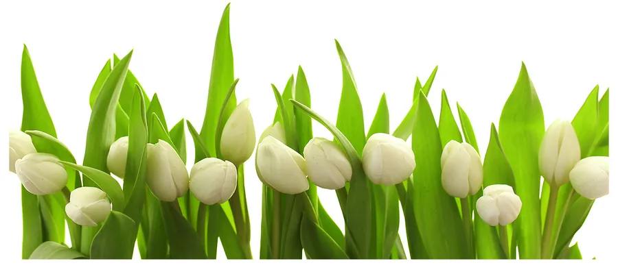 Foto obraz akrylový na stenu Biele tulipány pl-oa-140x70-f-40774643