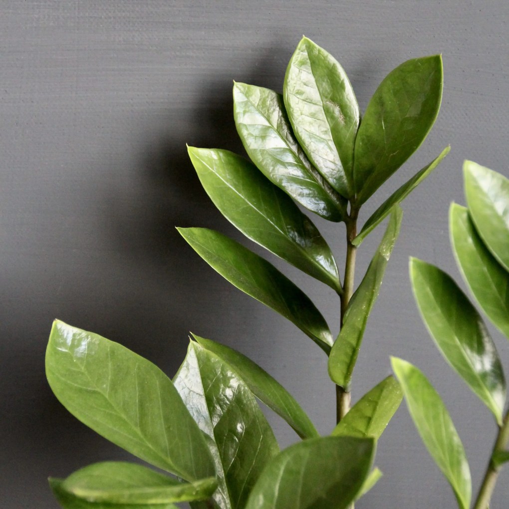 Zamioculcas Zamiifolia