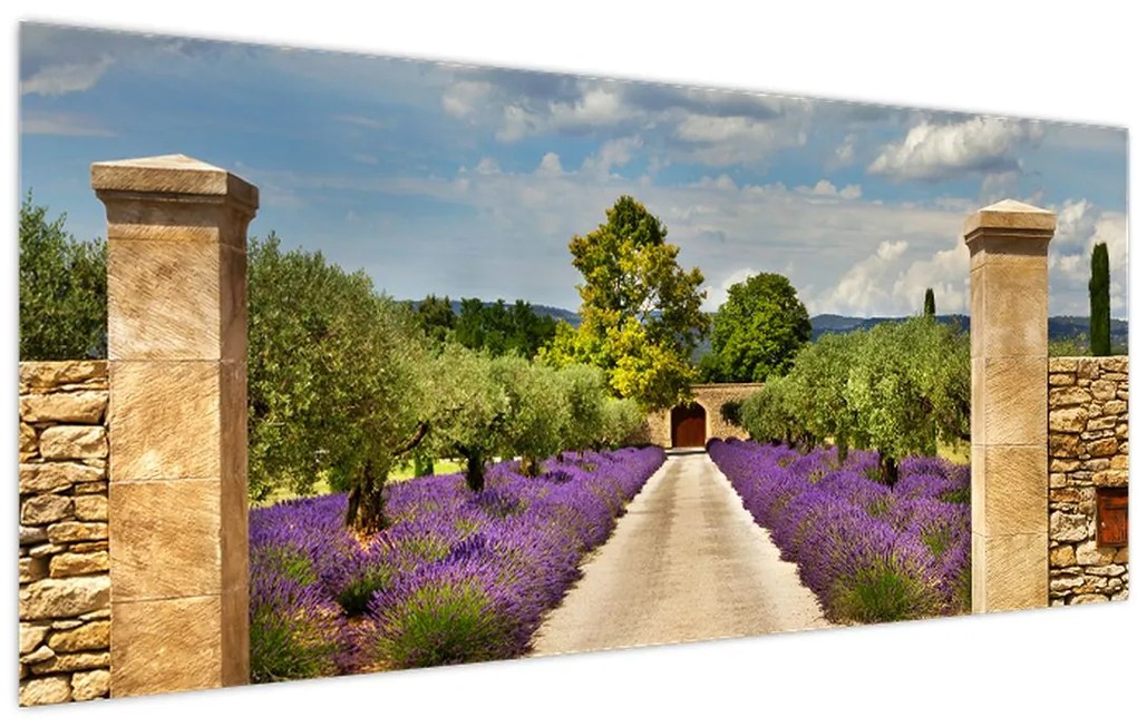 Obraz - Levanduľové cesty (120x50 cm)