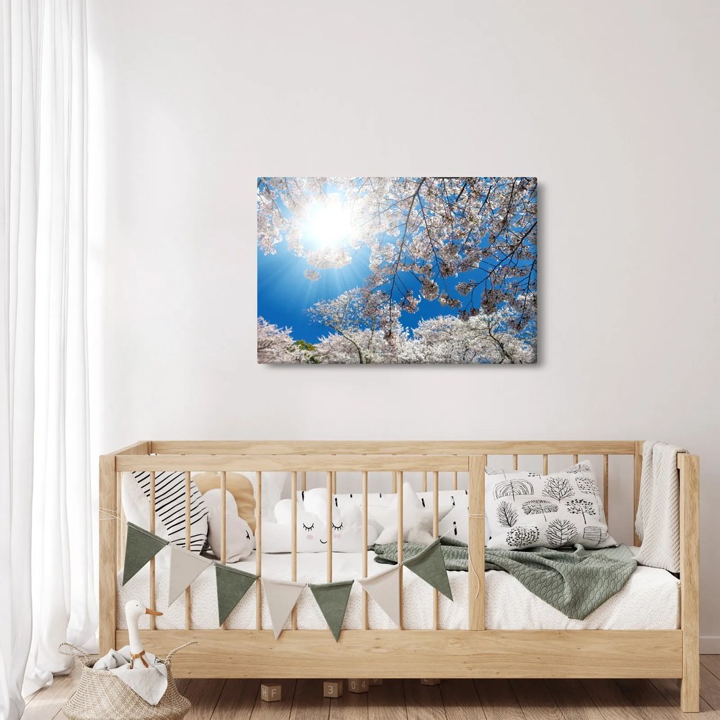 Obraz - Čerešňové kvety (90x60 cm)