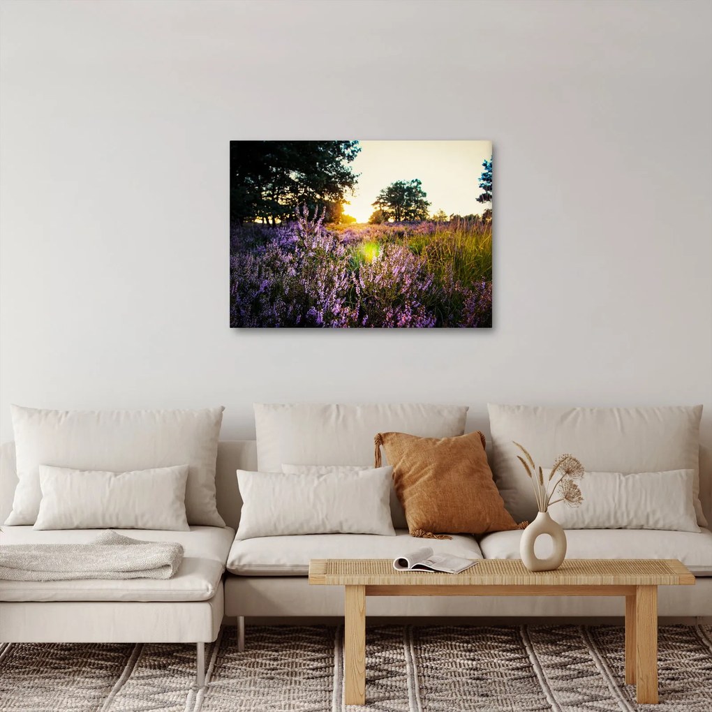 Obraz poľa levanduľou (70x50 cm)