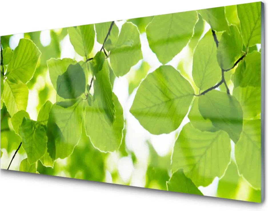 Obraz na skle Listy Príroda Rastlina