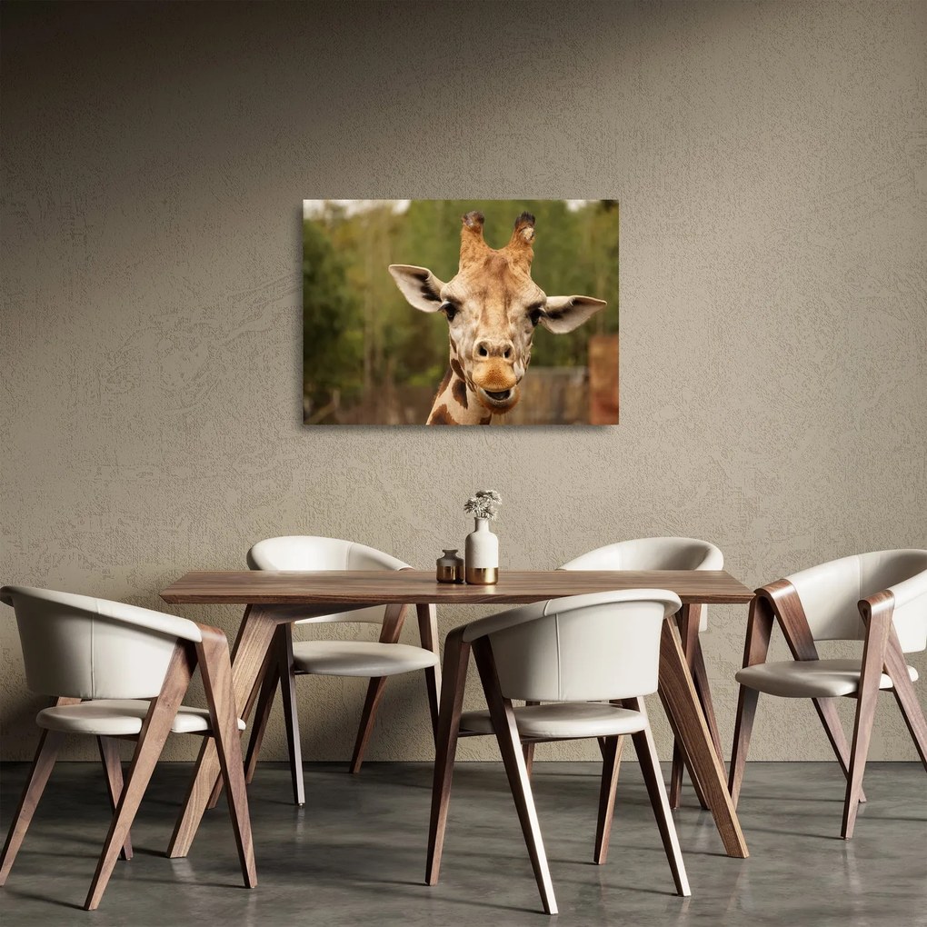 Sklenený obraz žirafy (70x50 cm)