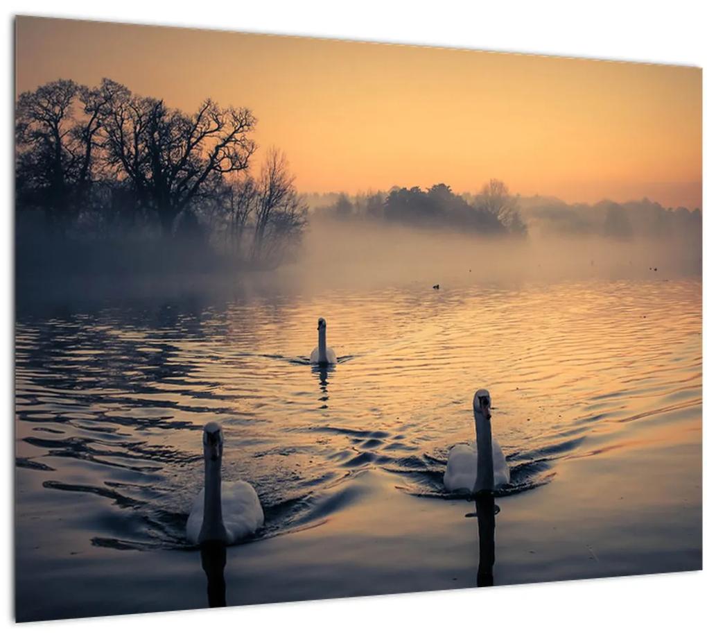Obraz labutí na vode v hmle (70x50 cm)