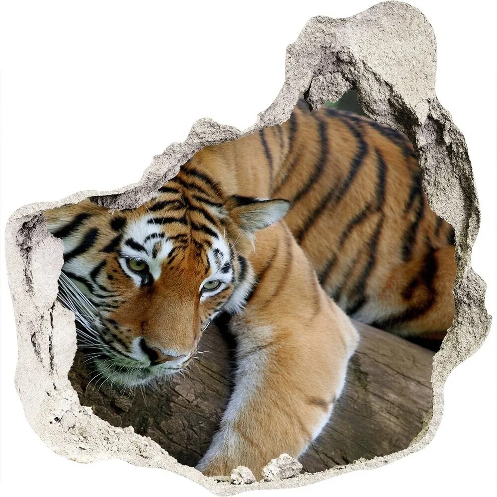 Fototapeta diera na stenu Tiger na strome nd-p-4289086