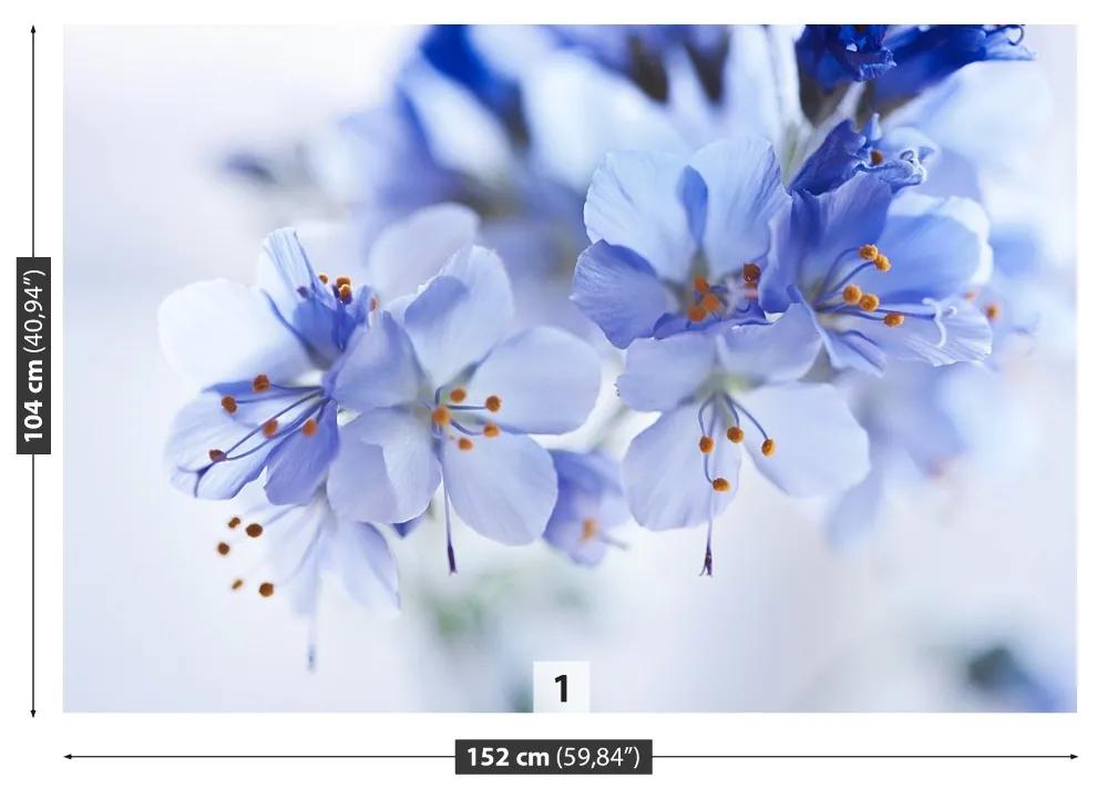Fototapeta Vliesová Modré kvety 104x70 cm