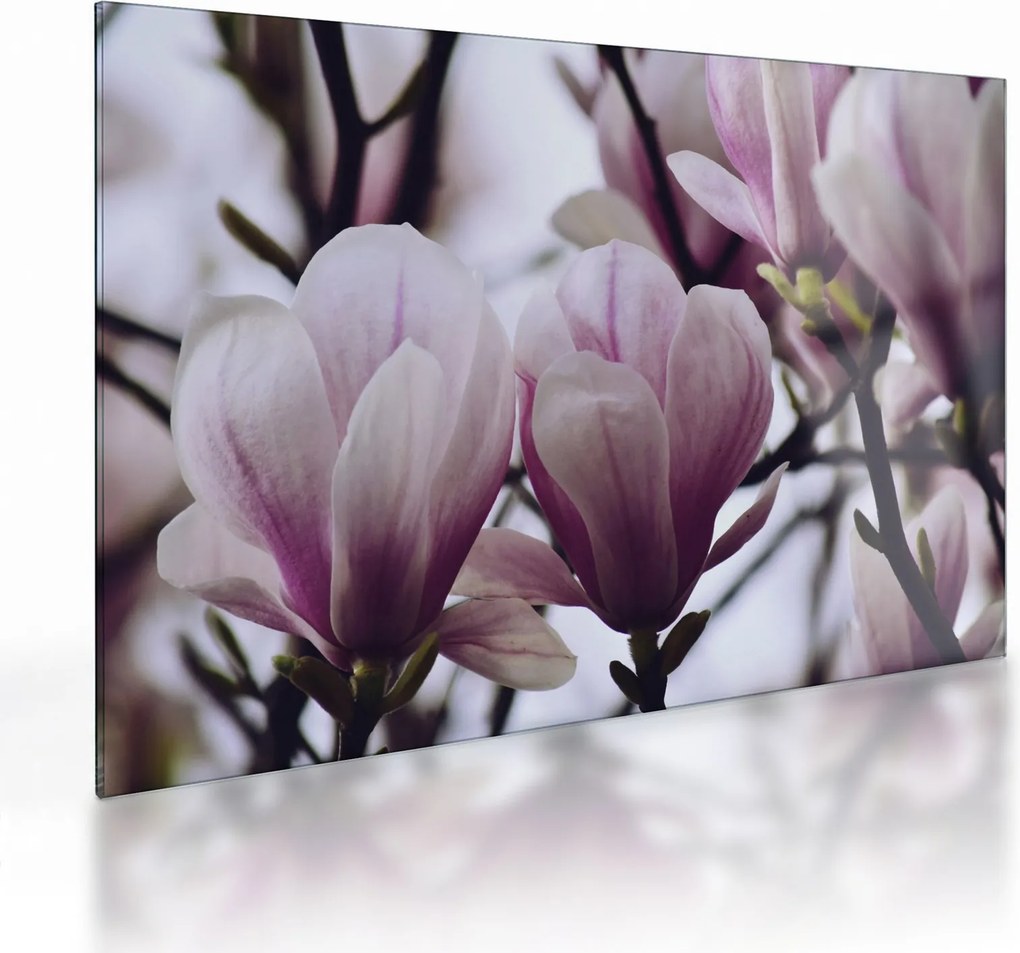 Sklenený obraz - Magnolie (70x50 cm)