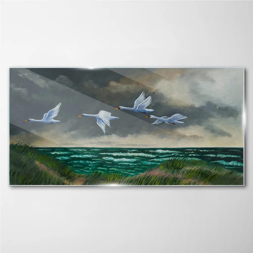 Skleneny obraz Vtáky morskej oblohy labute