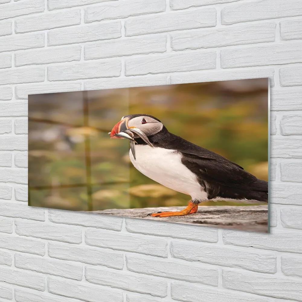 Sklenený obraz Papagáj 120x60 cm