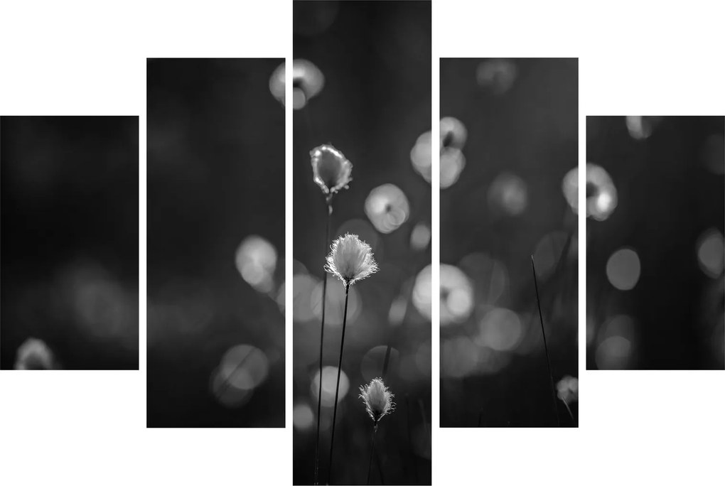 Obraz - Cottongrass na lúke (150x105 cm)