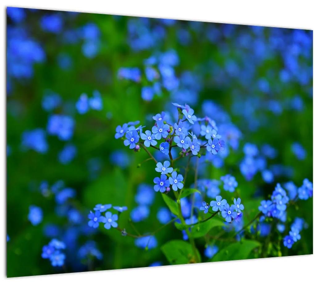 Sklenený obraz modrých kvetín (70x50 cm)