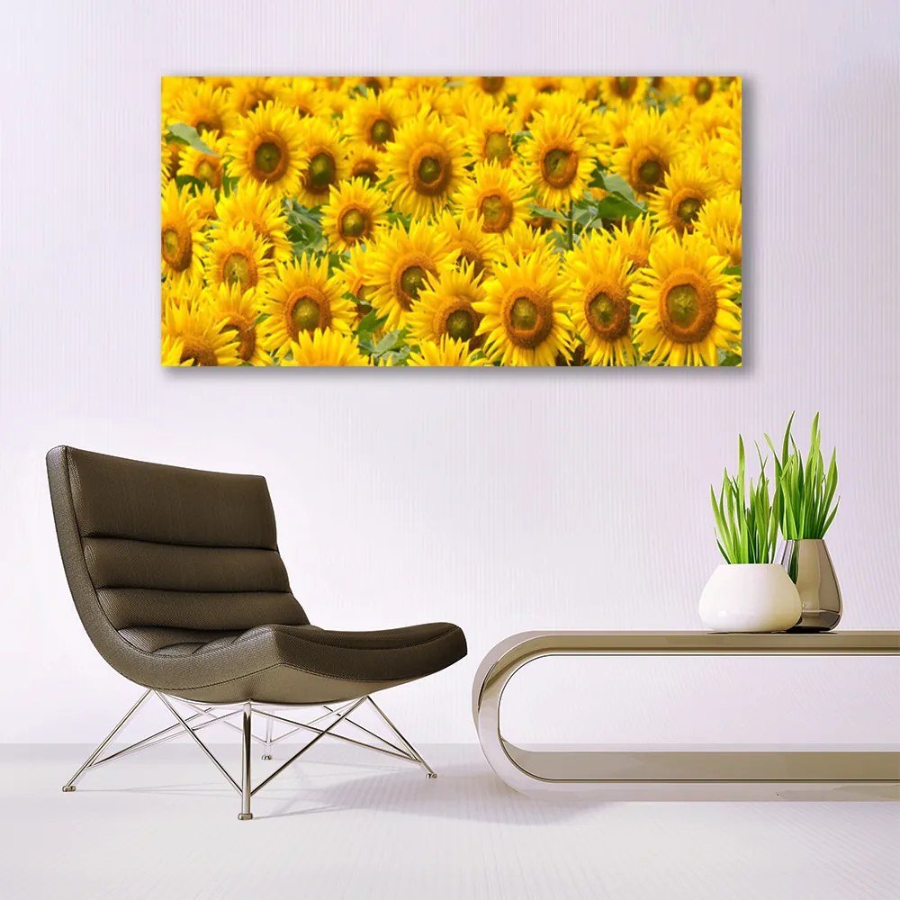 Obraz na akrylátovom skle Slunecznice rastlina 120x60 cm