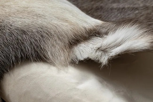 Koberec RENIFER POK017 sivý / biely