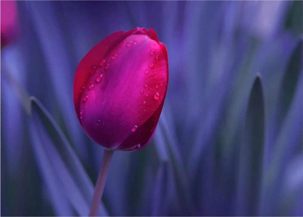Obraz pupete tulipánu (70x50 cm)