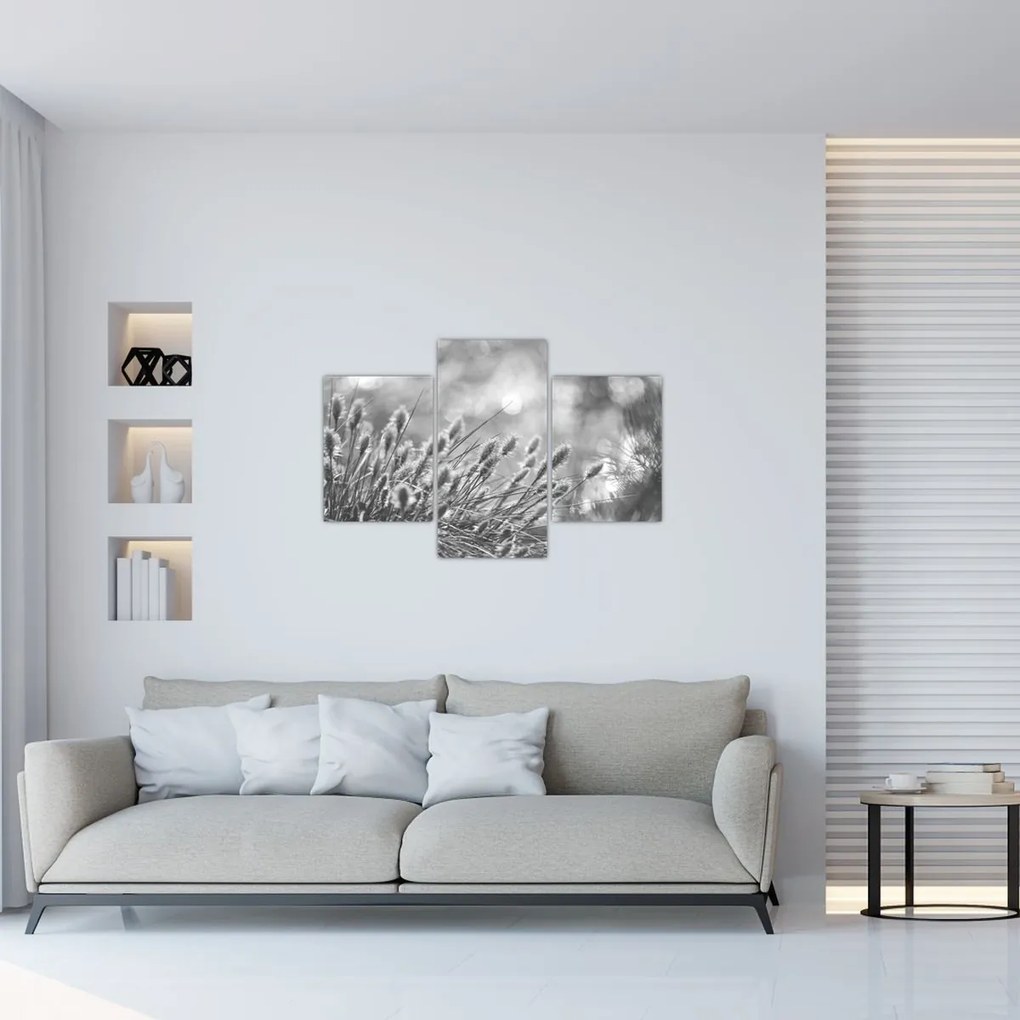 Obraz - Béžová soft grass N⁰1 (90x60 cm)