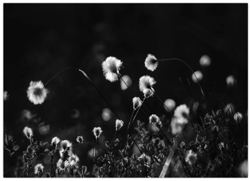 Sklenený obraz - Lúka s cottongrass N⁰1 (70x50 cm)