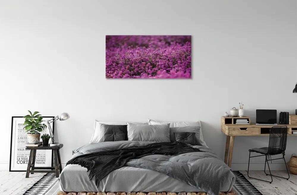 Obraz canvas poľné vresy 120x60 cm