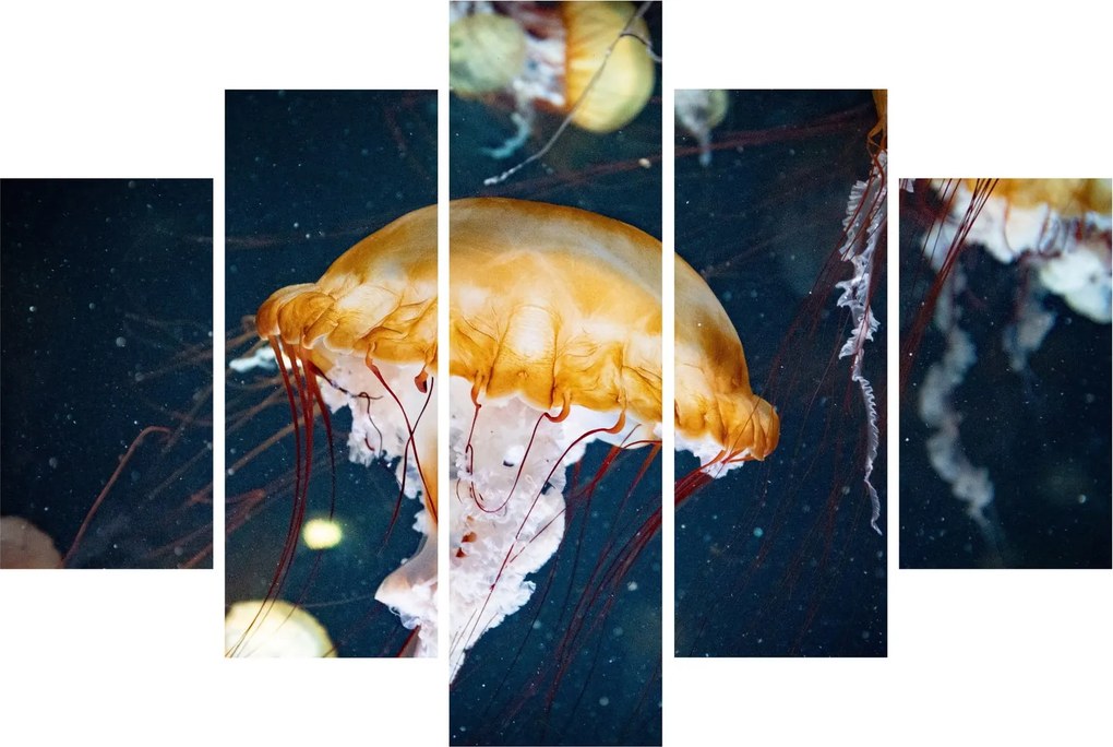 Obraz medúzy (150x105 cm)