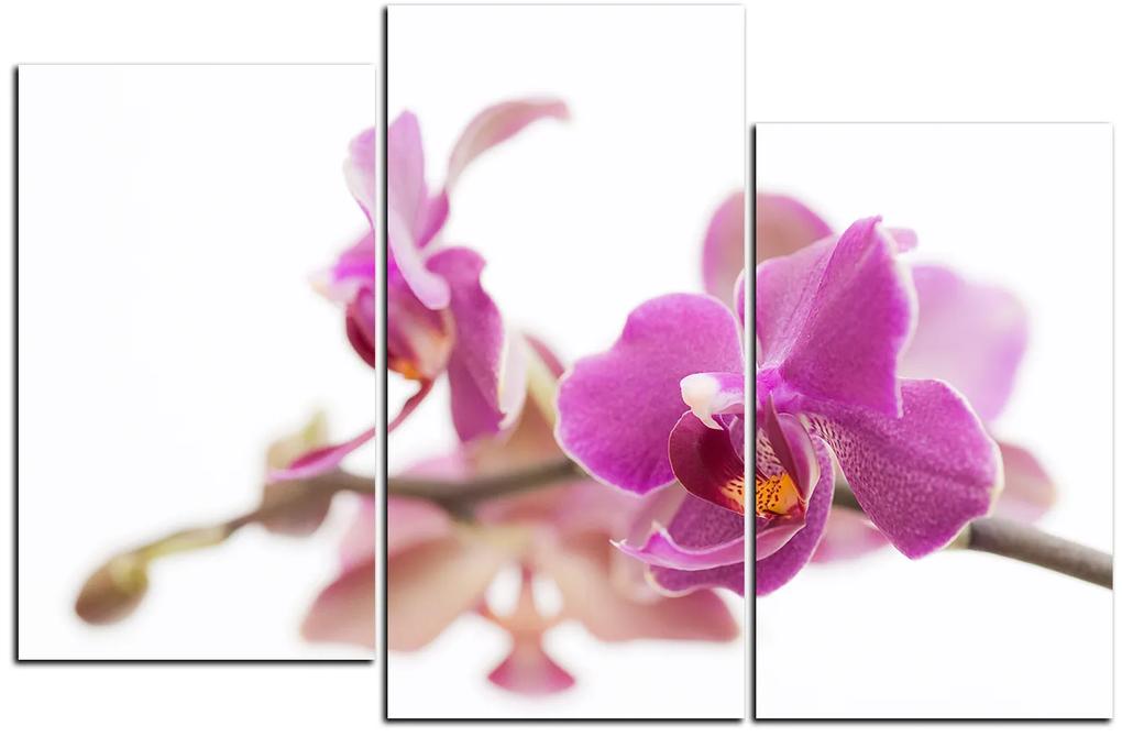 Obraz na plátne - Orchidea kvet izolovaná na bielom pozadí 1222D (105x70 cm)