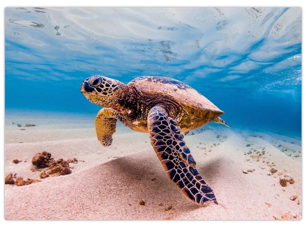 Sklenený obraz korytnačky v oceáne (70x50 cm)