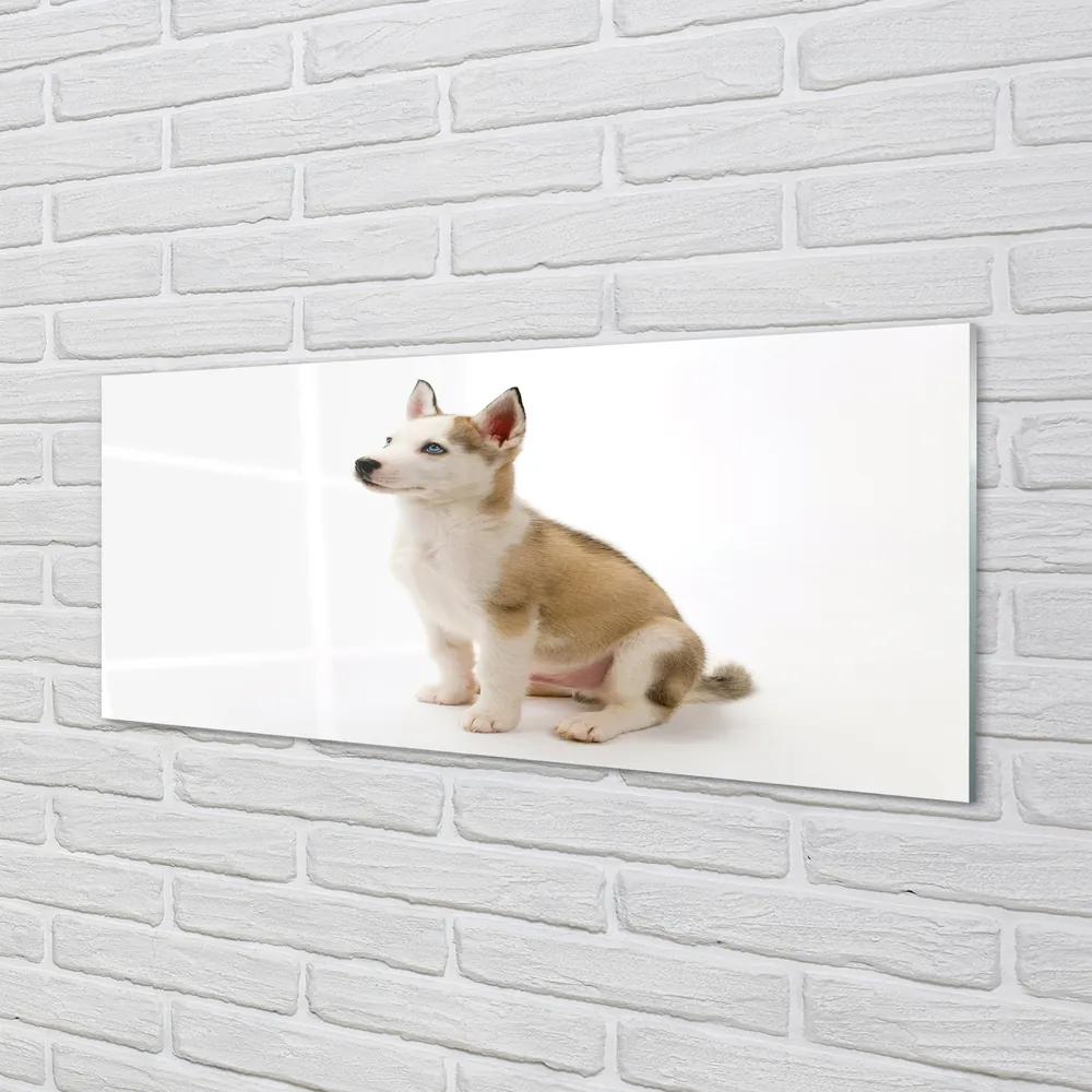 Obraz na akrylátovom skle Sediaci malého psa 120x60 cm