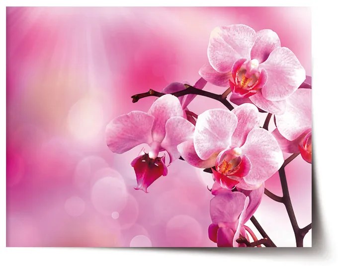Sablio Plagát Kvety orchidey - 60x40 cm