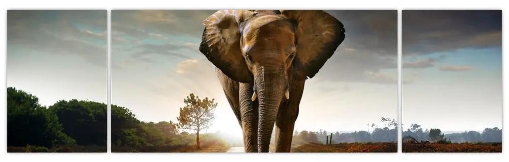 Obraz kráčajúceho slona
