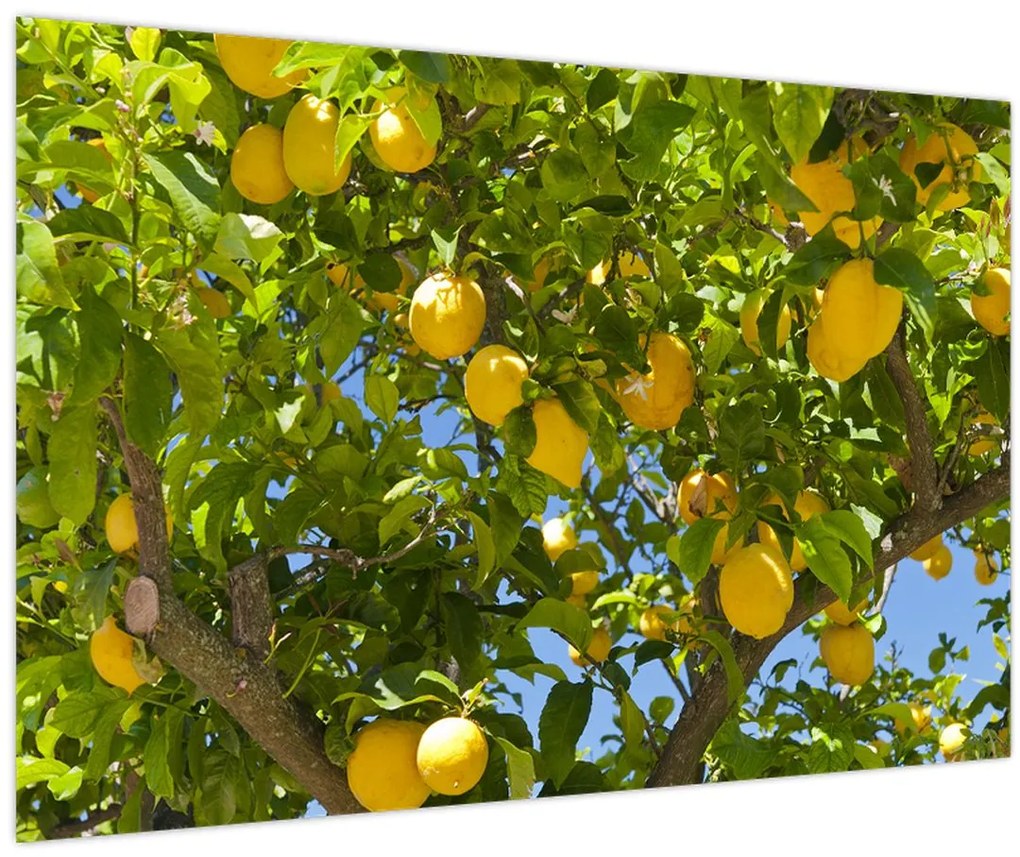 Obraz - Citrónovník (90x60 cm)