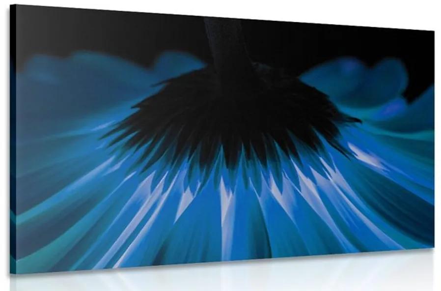 Obraz modrá gerbera na tmavom pozadí Varianta: 90x60
