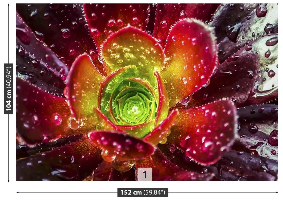 Fototapeta Vliesová Červený kvet 152x104 cm