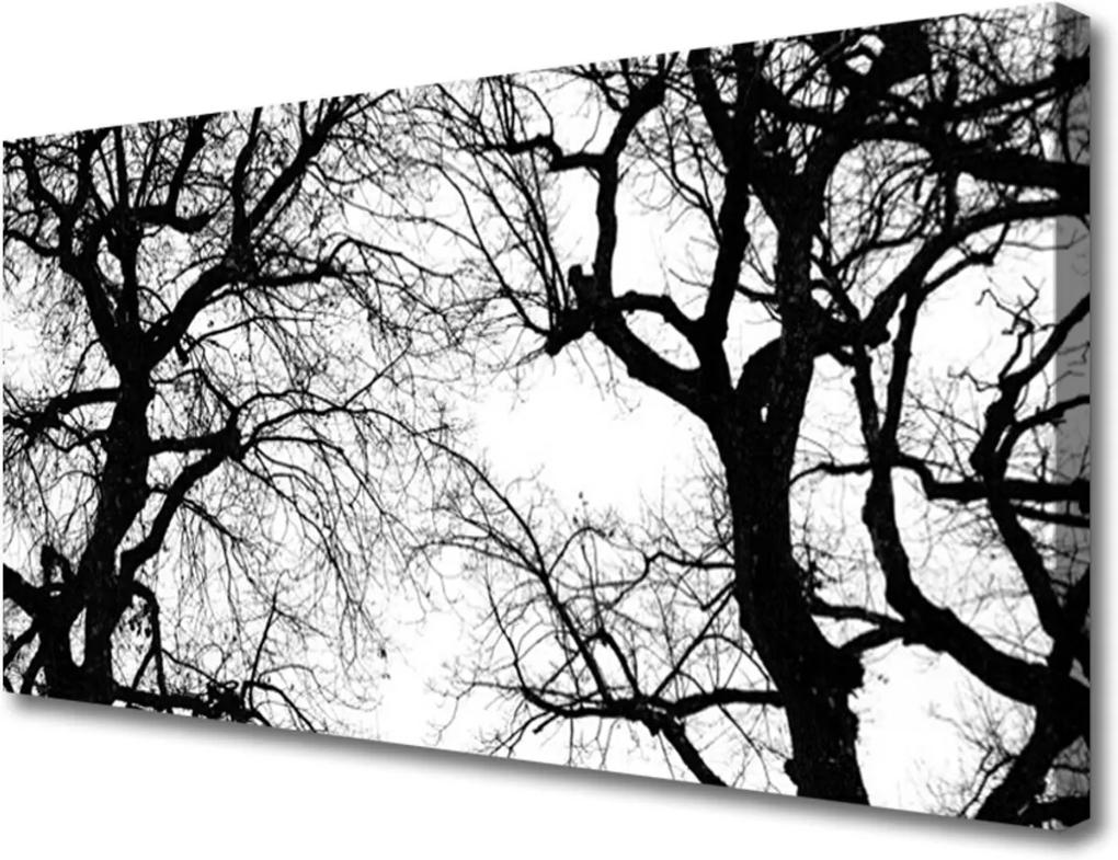 Obraz Canvas Stromy příroda černobílý