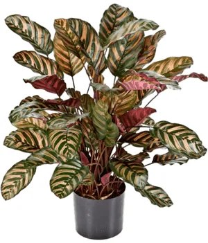 Umelá rastlina Calathea červená 78 cm