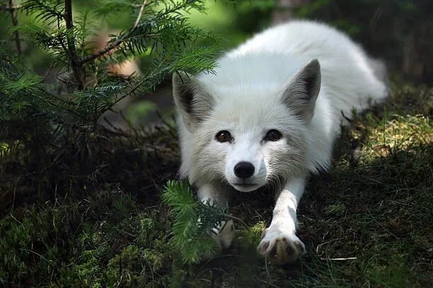 Umelecká fotografie Arctic Fox, Megan Lorenz, (40 x 26.7 cm)