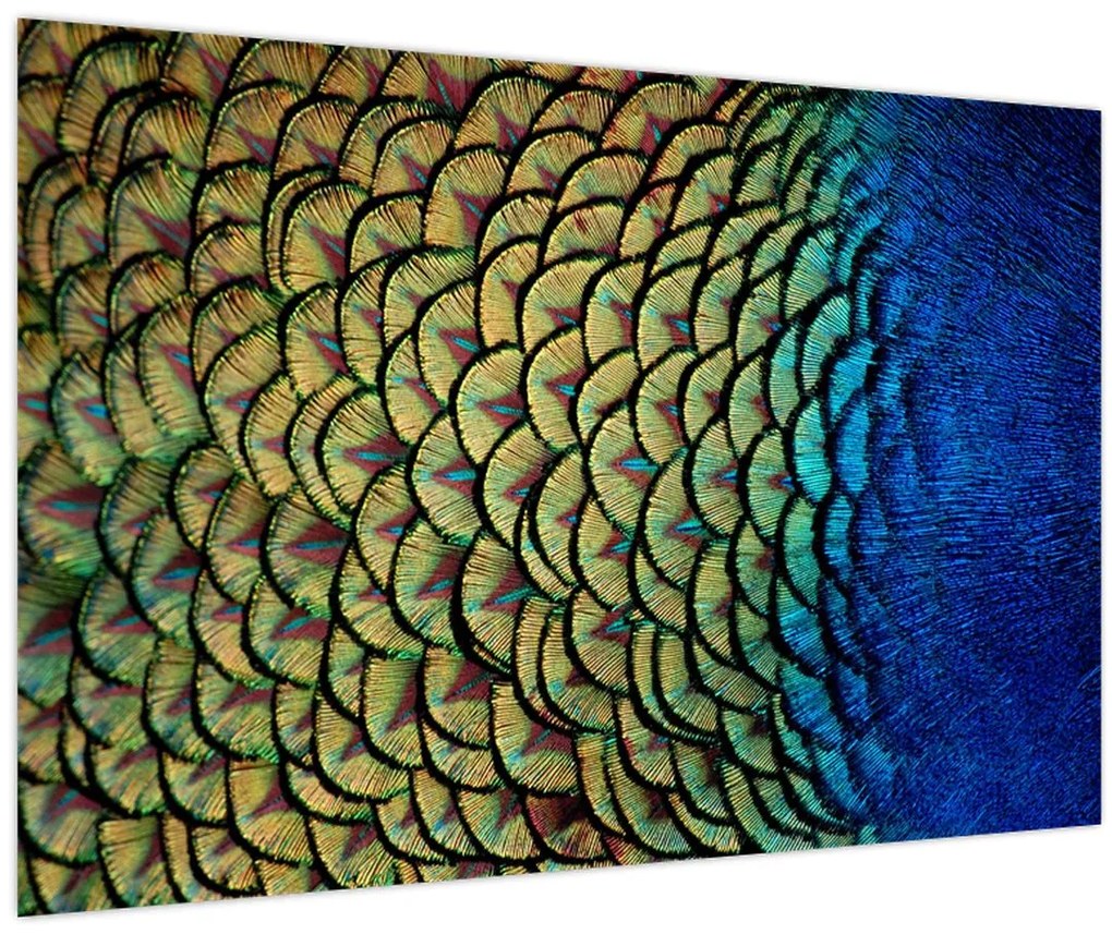 Obraz - Pávie perie (90x60 cm)
