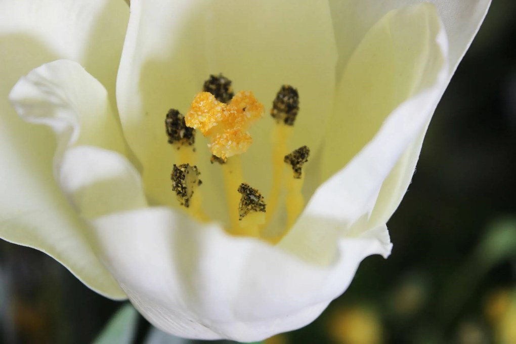 Krémový umelý tulipán s listami 67cm 1ks