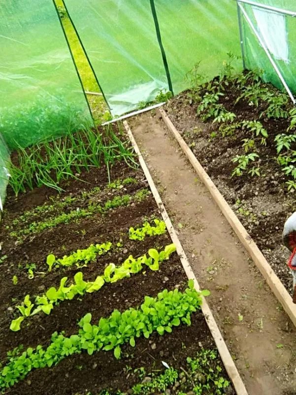 Záhradný fóliovník 3m x 2m x 2m GARDEN LINE - TUN5552