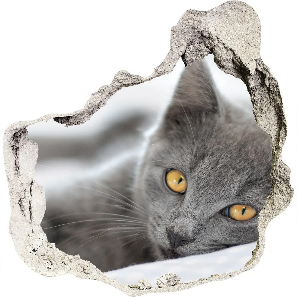 Diera 3D fototapety nálepka Sivá mačka WallHole-75x75-piask-43951156