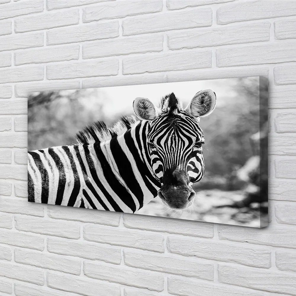 Obraz na plátne retro zebra 120x60 cm