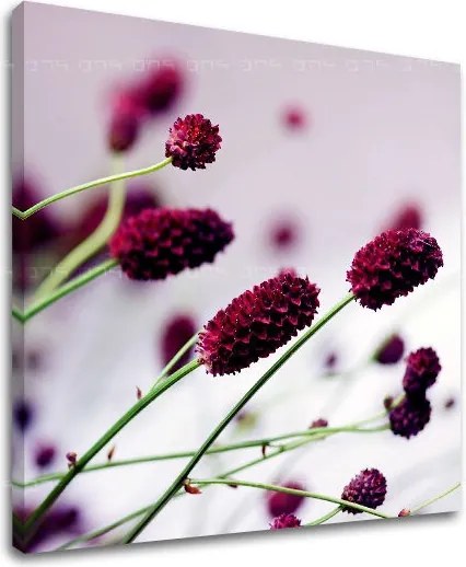 Obraz na stenu KVETY KV007E12 - 40x40 cm